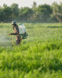 Glyphosate : faut-il s'en inquiéter ?