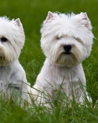 Peut-on vraiment cloner son animal de compagnie ?