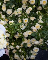 Jane Birkin : itinéraire d'une icône de la mode