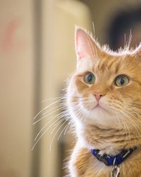 3 films où les chats ont le premier rôle
