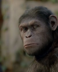 La Planète des Singes : la sortie prochaine d'un nouveau volet confirmée