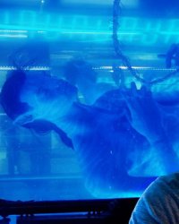 Disney repousse Avatar 2 et annonce trois films Star Wars