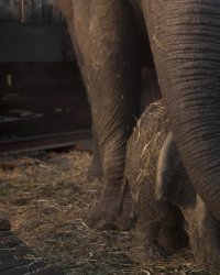 Dumbo : un film engagé pour les animaux selon Eva Green