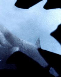3 films de requins à ne pas regarder avant de se baigner