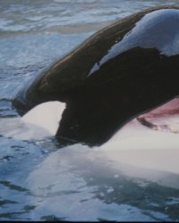 Combien gagnent les animaux stars d'Hollywood ?