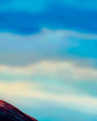 Le Roi lion : ce que l'on sait de l'adaptation en live-action