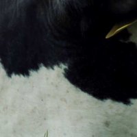Cow - Extrait 2 - VO - (2021)