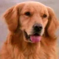 Air Bud 4 : Un chien du tonnerre - bande annonce - VO - (2002)