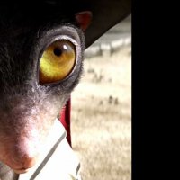 Rango - Teaser 18 - VO - (2011)