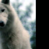 Survivre avec les loups - Bande annonce 1 - VF - (2007)