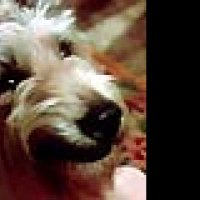 Winn-Dixie mon meilleur ami - bande annonce - VF - (2005)