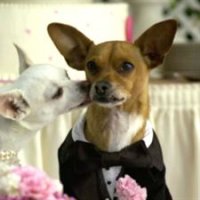 Le Chihuahua de Beverly Hills 2 - bande annonce - VF - (2011)