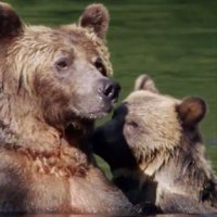 Grizzly - bande annonce - VO - (2014)