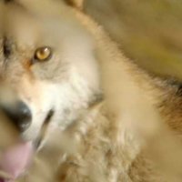 Le Dernier Loup - Teaser 3 - VF - (2015)