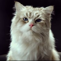 Ma vie de chat - bande annonce - VOST - (2016)