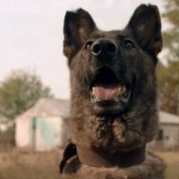Dogs - bande annonce - VOST - (2016)