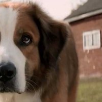 Mes vies de chien - Bande annonce 1 - VO - (2017)