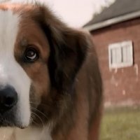 Mes vies de chien - bande annonce 2 - VF - (2017)