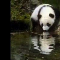 Au secours du petit panda - bande annonce - VO - (1995)