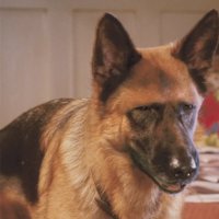 Comme chiens et chats - La Revanche de Kitty Galore - teaser 2 - VF - (2010)