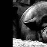 Avida - bande annonce - (2006)