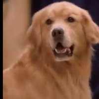 Airbud 5 : superstar - bande annonce - VO - (2003)
