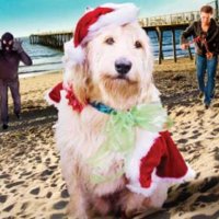 Chilly le Chien Catastrophe - Bande annonce 1 - VO - (2012)