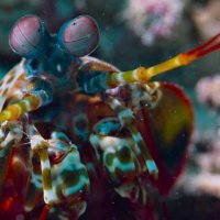Blue - Extrait 5 - VF - (2018)