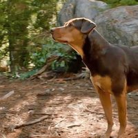 L'Incroyable aventure de Bella - Bande annonce 3 - VO - (2018)