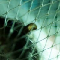 Rats - Bande annonce 1 - VO - (2016)