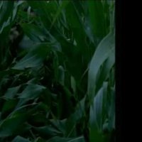 Marie et le loup - bande annonce - (2004)