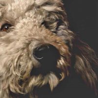 Heart Of A Dog - Bande annonce 1 - VO - (2015)