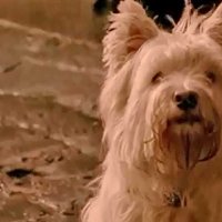 The Adventures Of Greyfriars Bobby - Bande annonce 1 - VO - (2005)