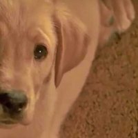 Le Chien qui a sauvé Noël - Bande annonce 1 - VO - (2012)