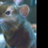 Le Monde de Narnia : Chapitre 2 - Le Prince Caspian - Extrait 2 - VO - (2008)