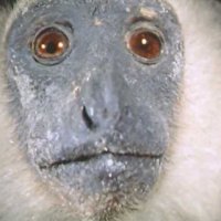 Un animal, des animaux - Teaser 1 - VF - (1994)
