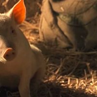 Babe, le cochon devenu berger - Bande annonce 1 - VF - (1995)