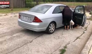 Une femme filmée alors qu'elle abandonne ses chiens (Vidéo)