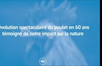 L'évolution spectaculaire du poulet en 60 ans témoigne de notre impact sur la nature