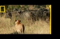 Des lions chassés par des buffles