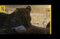 Un léopard saute d'un arbre pour tuer sa proie