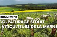 L’éco-pâturage séduit les viticulteurs de la Marne