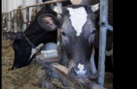 Vaches à hublots et poulets difformes... L214 dénonce les pratiques d'un centre de recherche dans la Sarthe