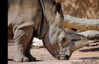 Le dos d'un rhinocéros du zoo de La Palmyre « tagué » par des visiteurs