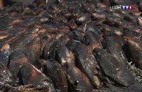 Gastronomie : l'éclade, une spécialité de Charente-Maritime