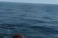 Une bande de dauphins joueurs au large de Groix