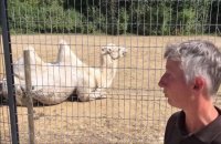 Comment se désaltèrent les animaux au parc d'Isle de Saint-Quentin durant la canicule