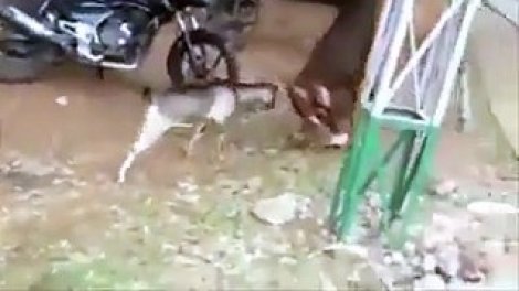 Ce Bouc Fait Face A Un Taureau Courageux Le Petit Animal Sur Orange Videos