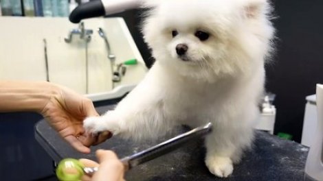 Coiffure D Un Chien Il Se Transforme En Une Adorable Boule De Poils Sur Orange Videos