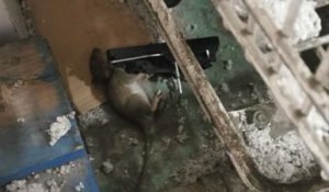 Un supermarché infesté de rats en Indre-et-Loire